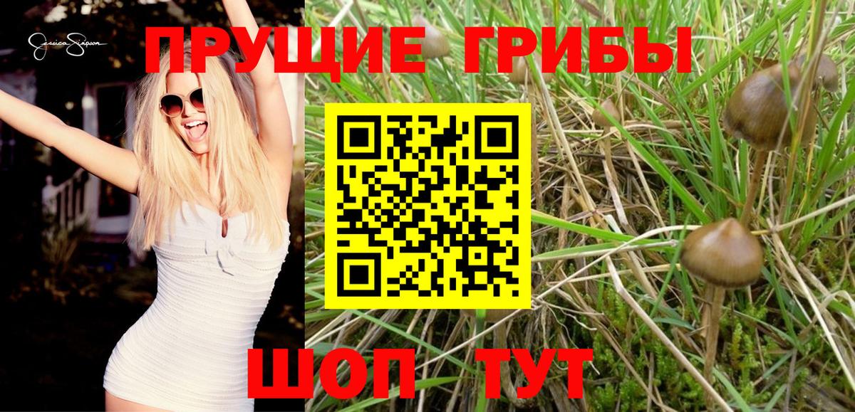 Псилоцибиновые грибы Cubensis Сегежа
